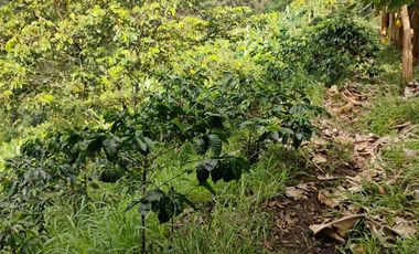 espectacular finca en venta filadelfia caldas