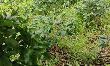 espectacular finca en venta filadelfia caldas