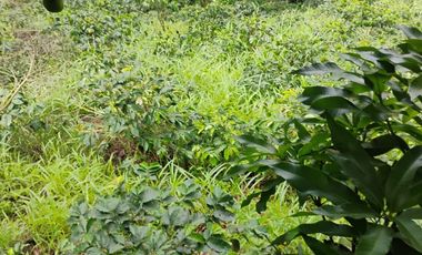 espectacular finca en venta filadelfia caldas