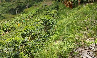 espectacular finca en venta filadelfia caldas