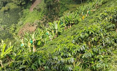 espectacular finca en venta filadelfia caldas
