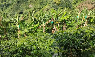 espectacular finca en venta filadelfia caldas