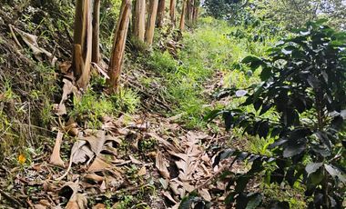 espectacular finca en venta filadelfia caldas