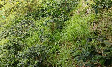 espectacular finca en venta filadelfia caldas