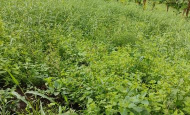 espectacular finca en venta filadelfia caldas