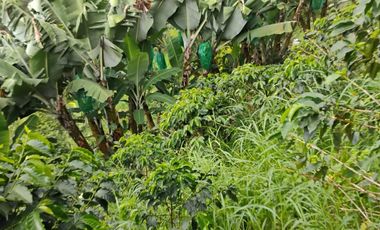 espectacular finca en venta filadelfia caldas