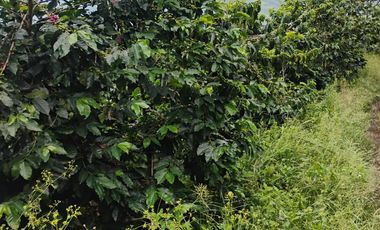 espectacular finca en venta filadelfia caldas