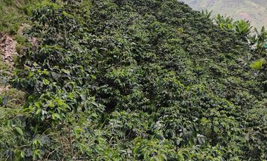 espectacular finca en venta filadelfia caldas