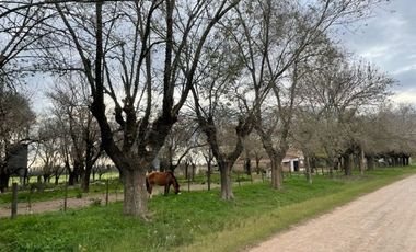 Amplia quinta con casa galpón arboleda y mucho verde