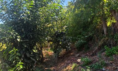 Parcela en Doñihue 5.700 m2 con 2 casas + Plantación de Limones en producción