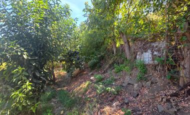 Parcela en Doñihue 5.700 m2 con 2 casas + Plantación de Limones en producción