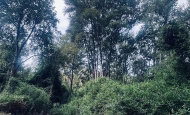 Exclusiva Parcela en Venta – Sector Pichihuape, Valdivia