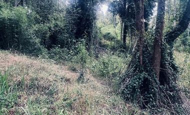 Exclusiva Parcela en Venta – Sector Pichihuape, Valdivia