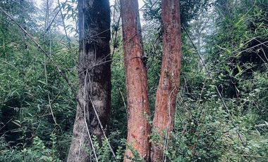 Exclusiva Parcela en Venta – Sector Pichihuape, Valdivia