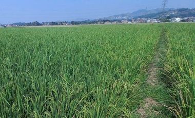 Dijual Tanah di Sodong Girang, Luas Strategis Dekat SMAN 2 Padalarang