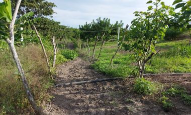 Venta de Finca en Jipijapa Zona Manantiales