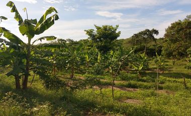 Venta de Finca en Jipijapa Zona Manantiales