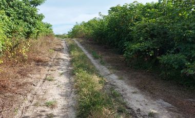 Venta de Finca en Jipijapa Zona Manantiales