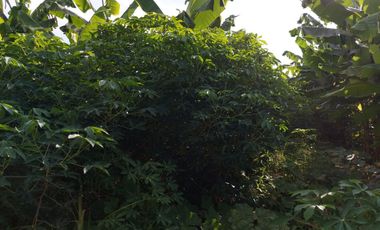 Venta de Finca en Jipijapa Zona Manantiales