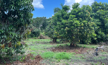 Maravilloso Rancho de Mango a Pie de Carretera