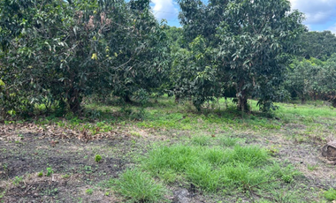 Maravilloso Rancho de Mango a Pie de Carretera