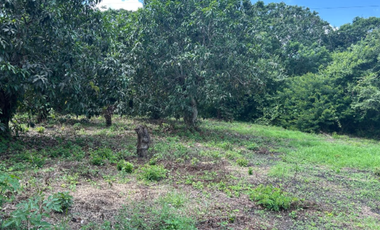 Maravilloso Rancho de Mango a Pie de Carretera