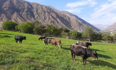 Haz Realidad tu Proyecto Rural: Fundo Ganadero y Agrícola en el Corazón de Ayacucho