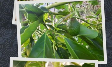 Haz Realidad tu Proyecto Rural: Fundo Ganadero y Agrícola en el Corazón de Ayacucho