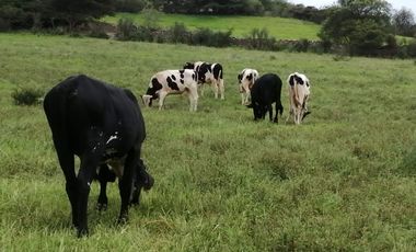 Haz Realidad tu Proyecto Rural: Fundo Ganadero y Agrícola en el Corazón de Ayacucho