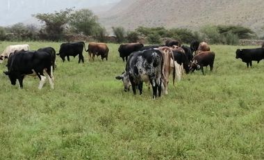 Haz Realidad tu Proyecto Rural: Fundo Ganadero y Agrícola en el Corazón de Ayacucho