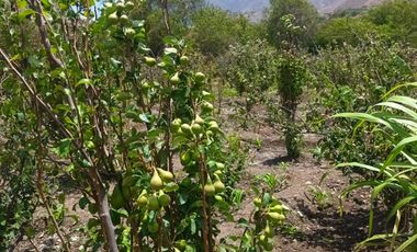 Haz Realidad tu Proyecto Rural: Fundo Ganadero y Agrícola en el Corazón de Ayacucho