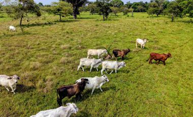 133 Hectáreas, Finca en Venta