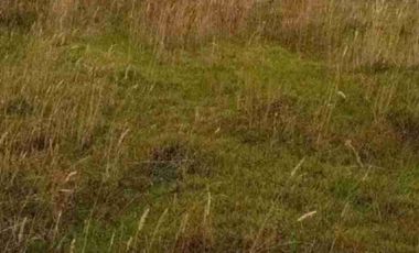 se vende 10 hectáreas en el sector García Moreno Bolivar Carchi Ecuador