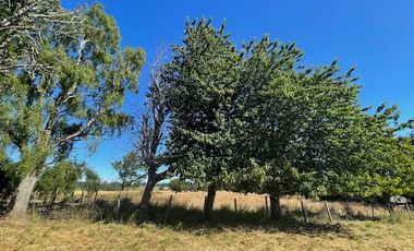 ¡OPORTUNIDAD!  Vende terreno 10.000 mts.2, Sector Paraguay Chico, Los Muermos.