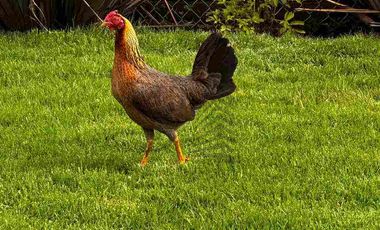 Moderna suite amoblada de renta