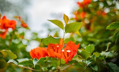 VENTA HOSTERIA SECTOR NANEGAL VIA NANEGALITO KM 7