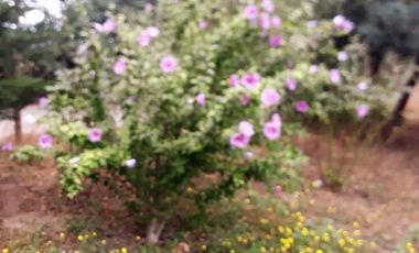 PARCELA 5175 MTS. CON CASA DE CONCRETO, LOS MAITENES, COMUNA DE RETIRO, REGION DEL MAULE.