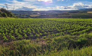 HERMOSA FINCA DE 23.800 mts BOLIVAR, CARCHI