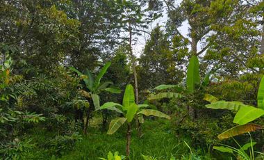 Tanah Murah Pinggir Jalan Jungle View Pelaga Badung Bali