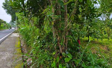 Tanah Murah Pinggir Jalan Jungle View Pelaga Badung Bali