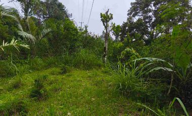 Tanah Murah Pinggir Jalan Jungle View Pelaga Badung Bali