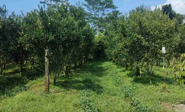 Villa Subang Curugrendeng Jalan Cagak terawat jual cepat ada Kebun Jeruk Alpokat,Durian dan sebagainya