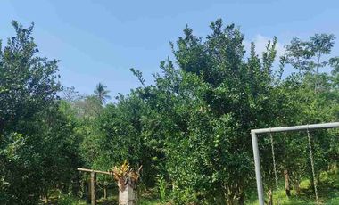 Villa Subang Curugrendeng Jalan Cagak terawat jual cepat ada Kebun Jeruk Alpokat,Durian dan sebagainya