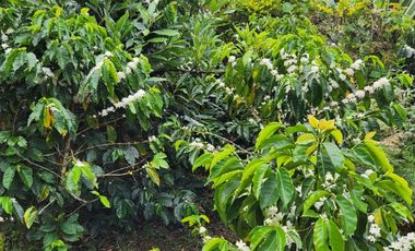 SE VENDE HERMOSA FINCA AREA 2 HECTAREAS LA CALERA MUNICIPIO NARIÑO