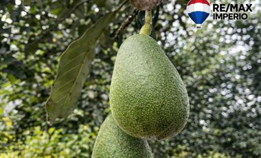 VENTA DE TERRENO CON CASA DE CAMPO EN PATATE