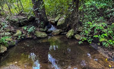 BONITA Y AMPLIA FINCA PARA TRABAJO (DOBLE PROPÓSITO) EN PURIFICACIÓN TOLIMA EN VENTA