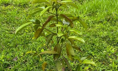 BONITA Y AMPLIA FINCA PARA TRABAJO (DOBLE PROPÓSITO) EN PURIFICACIÓN TOLIMA EN VENTA