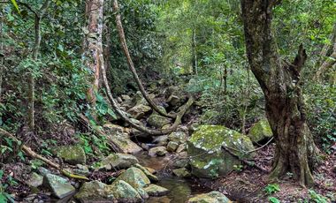 BONITA Y AMPLIA FINCA PARA TRABAJO (DOBLE PROPÓSITO) EN PURIFICACIÓN TOLIMA EN VENTA