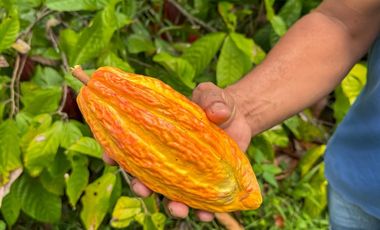 BONITA Y AMPLIA FINCA PARA TRABAJO (DOBLE PROPÓSITO) EN PURIFICACIÓN TOLIMA EN VENTA