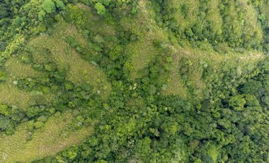 BONITA Y AMPLIA FINCA PARA TRABAJO (DOBLE PROPÓSITO) EN PURIFICACIÓN TOLIMA EN VENTA